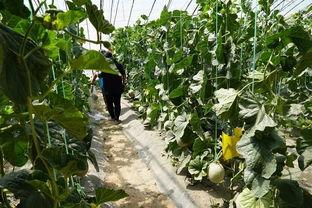 马踏王村吃瓜视频,揭秘乡村生活趣味瞬间