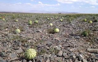 戈壁滩吃瓜视频,一场吃瓜视频引发的生态探险之旅