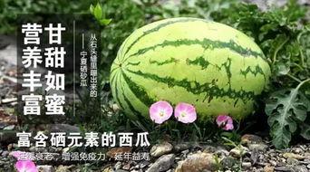 戈壁滩吃瓜视频,一场吃瓜视频引发的生态探险之旅