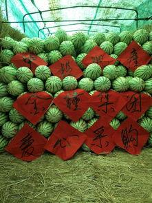 戈壁滩吃瓜视频,一场吃瓜视频引发的生态探险之旅